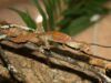 Mantenimiento en cautividad de Uroplatus phantasticus