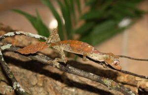 Mantenimiento en cautividad de Uroplatus phantasticus