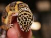Mantenimiento tradicional del gecko leopardo vs. enfoque ecológico