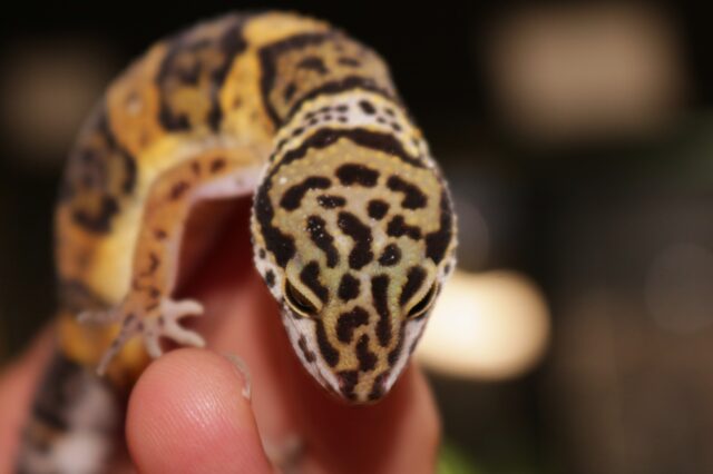 IMG_2532eublepharismacuterrariotec