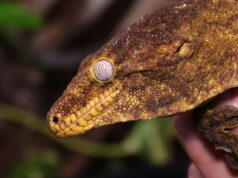 Rhacodactylus leachianus, el gecko gigante de Nueva Caledonia