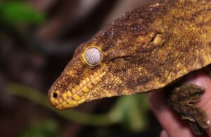 Rhacodactylus leachianus, el gecko gigante de Nueva Caledonia