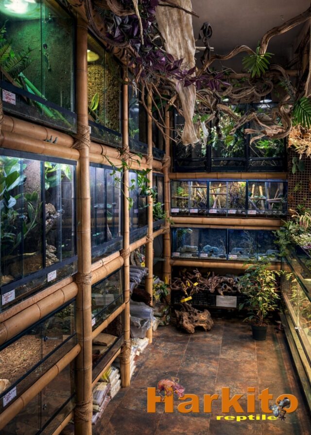 harkito reptile mecenas terrario tecnia