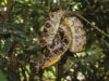 Corallus cropanii: la serpiente que estuvo 60 años sin ser vista