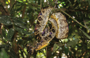 Corallus cropanii: la serpiente que estuvo 60 años sin ser vista