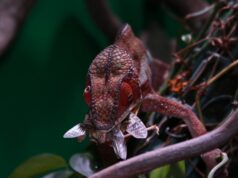 Alimentación de reptiles en cautividad: cómo enriquecer su dieta y su comportamiento