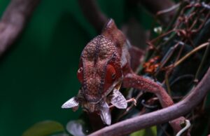 Alimentación de reptiles en cautividad: cómo enriquecer su dieta y su comportamiento