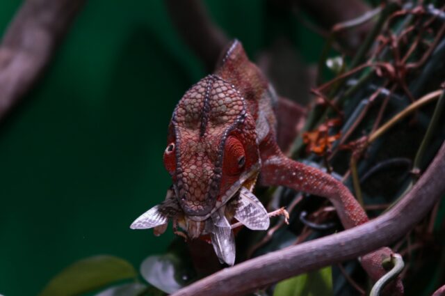 alimentaciónreptilesencautividad