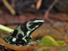 Dendrobates auratus: historia natural y cuidados