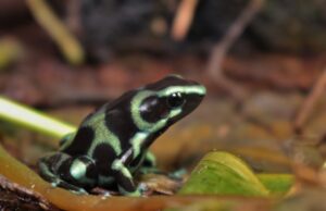Dendrobates auratus: historia natural y cuidados