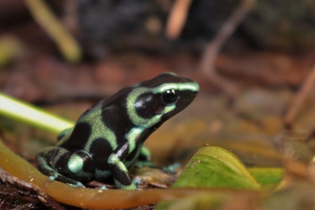 dendrobates auratus en terrario