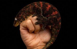 Boomer Line: criterio y selección en Harkito Reptile