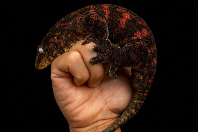 Boomer harkito reptile terrario