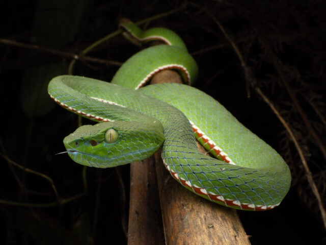 Trimeresurus sabahi 1