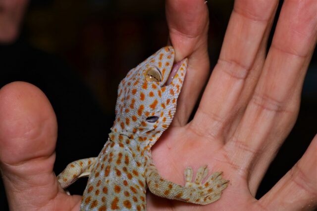 gecko tokay terrariofilia