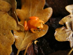 Mantella aurantiaca: la rana dorada de Madagascar
