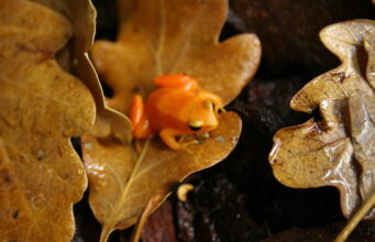 Mantella aurantiaca: la rana dorada de Madagascar