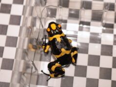 Nueva guía jurídica para aficionados y criadores de especies CITES