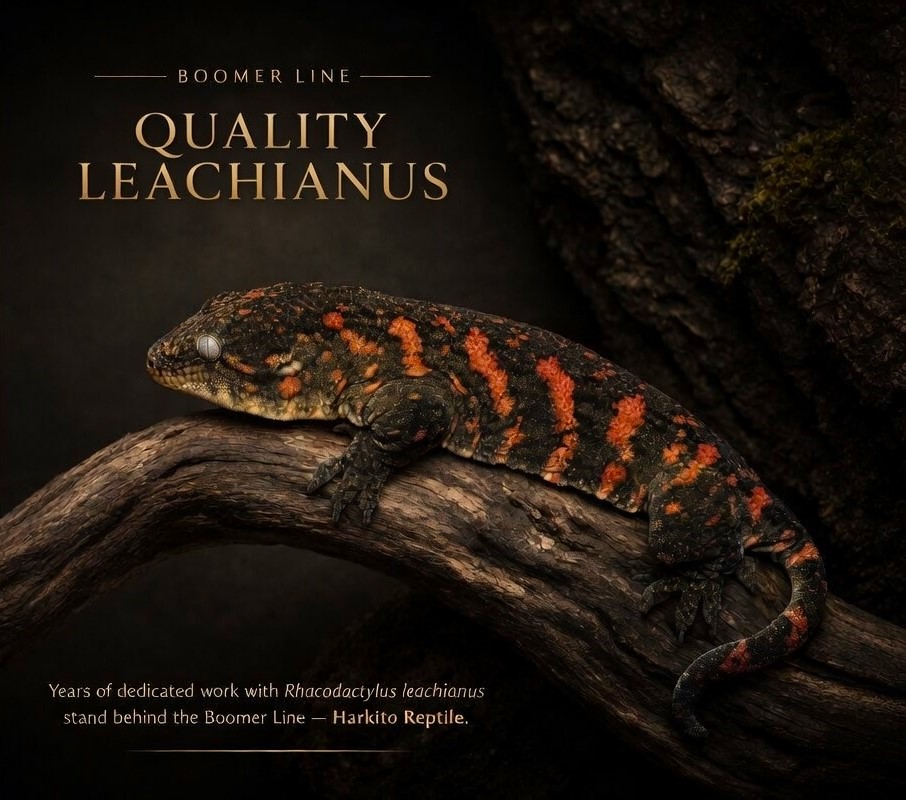 Harkito Reptile - Rhacodactylus leachianus Boomer line