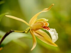 Protegido: Guía práctica de orquídeas en terrario: especies, cuidados y errores comunes