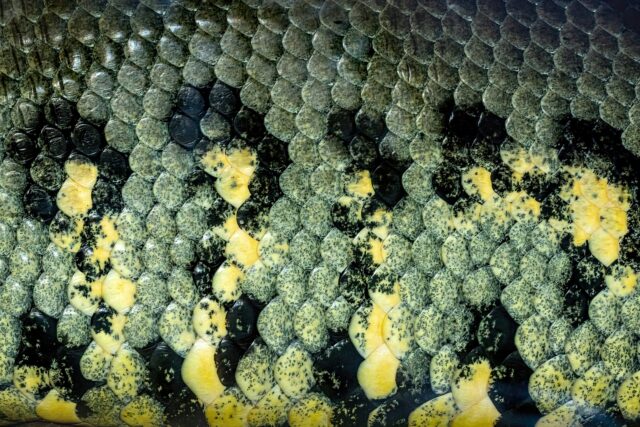 anaconda verde