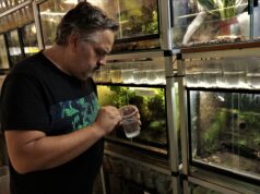 Josep Canela: siguiendo el rastro de las ranas flecha