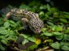 La otra vida del gecko leopardo