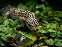 La otra vida del gecko leopardo