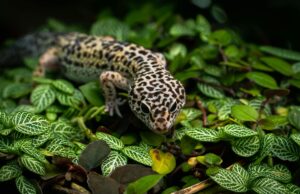 La otra vida del gecko leopardo