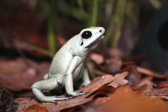 phyllobates terribilis mint terrario tecnia