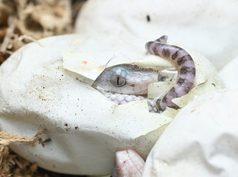 Trimeresurus mcgregori, una historia de éxito en el CNAV