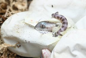 Trimeresurus mcgregori, una historia de éxito en el CNAV