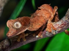 Uroplatus en España, el camino que abrió Daniel Menéndez