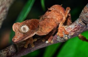 Uroplatus en España, el camino que abrió Daniel Menéndez