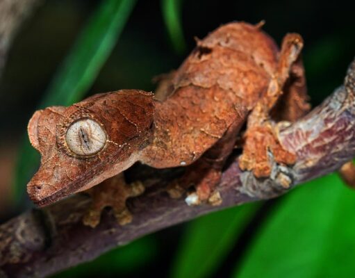 Uroplatus en España, el camino que abrió Daniel Menéndez