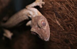 Protegido: La esencia de la terrariofilia