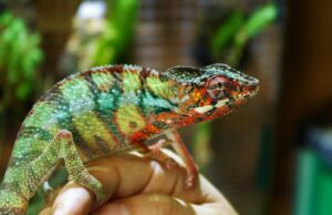 Protegido: Las especies CITES pierden protagonismo en el comercio especializado español