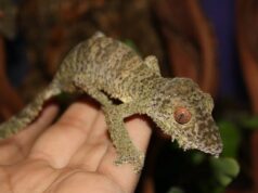 Protegido: Los Uroplatus que lo cambiaron todo
