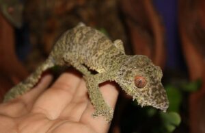 Protegido: Los Uroplatus que lo cambiaron todo